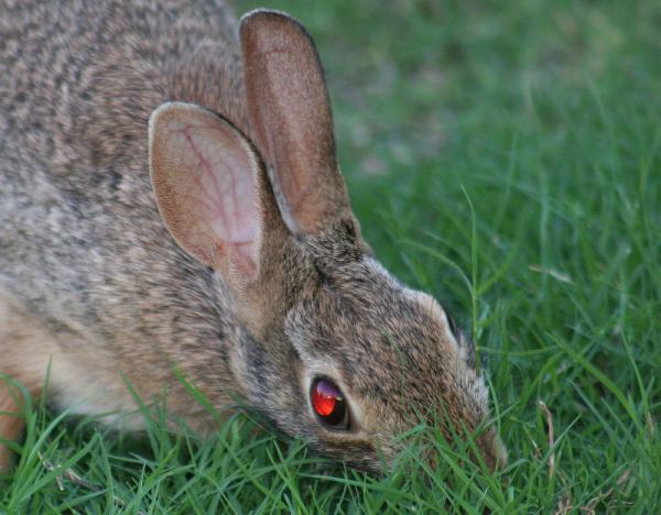 Light catching the eye of a Dallas Bunny. During evening and early morning there are lots of rabbits in the neighborhood. They're very tame but  if I get too close they freeze completely still, one of their ploys to deter predators.