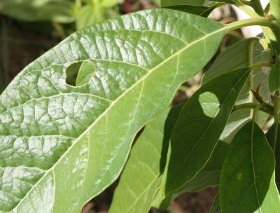 Avacado leaves, Caterpillar Art