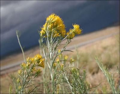 Autumn Storm, Taos, New Mexico