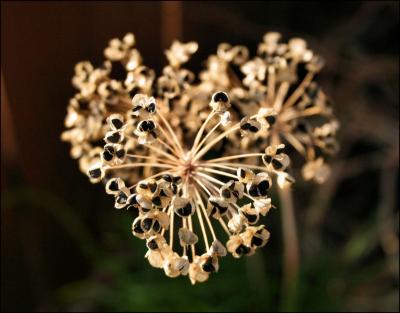 Garlic Chive seed-head