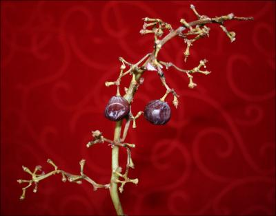 Grape Guy