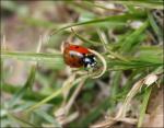 Welcome to my garden, little ladybug