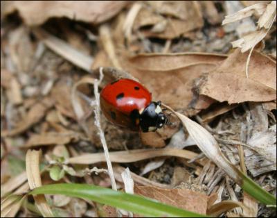 Welcome to my garden, little ladybug