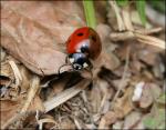 Welcome to my garden, little ladybug