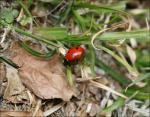 Welcome to my garden, little ladybug