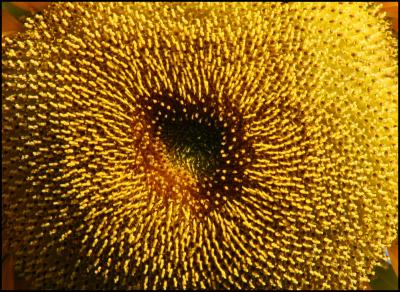 Heart shape in the heart of a sunflower