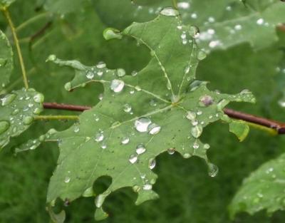 Redbud leaf, summer rain, Texas