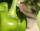 Green Pepper