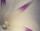 Moonflower