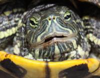 Painted Turtle, Lewisville, Texas