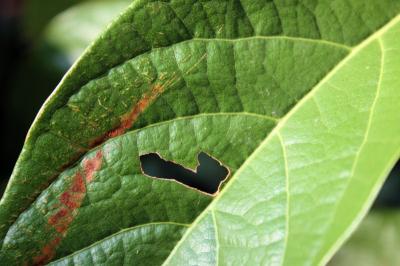 Avocado leaf, heart-shaped munch