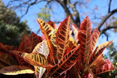 Croton at the Cotton Bowl Stadium, Texas State Fair grounds, Dallas, Texas