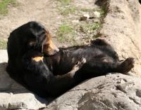 Asian Sun Bear, Forth Worth Zoo, TX