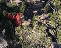 Heart-shaped autumn foliage, northern Arizona