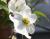 Dogwood blossoms, Lewisville, Texas