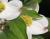 Dogwood blossoms, Lewisville, Texas