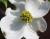 Dogwood blossom, Lewisville, Texas