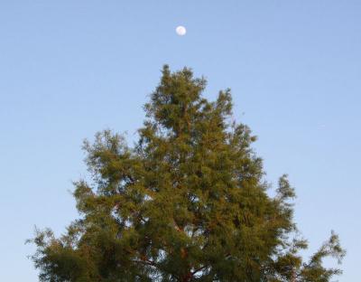Cypress, Spring evening, Lewisville, Texas