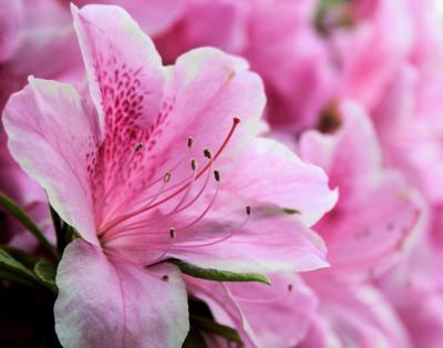 Azalea, Lewisville, Texas garden