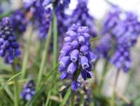 Grape Hyacinth, Lewisville, TX