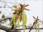 Oak flowering and fresh new leaves