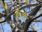 Scarlet Oak flowering and fresh new leaves