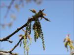 Oak flowering and fresh new leaves