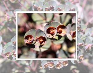 Spurge, variety Blackbird