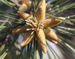 Developing Scotch Pine cones, Madison, Wisconsin