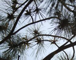 Developing Scotch Pine cone silhouette