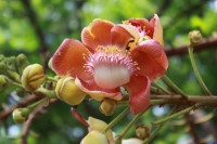 Cannonball Tree flowers, East Coast Beach, Singapore