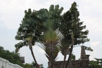 The Traveler's Palm, not a palm, but related to bananas and bird of paradise. The leaves and flowers collect rainwater that flows into the plant's stem base, ready to aid a thirsty traveler - hence the name.
