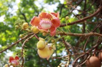 Couroupita Guianensis- Cannonball Tree - flowering fruit tree on East Coast Beach, Singapore
