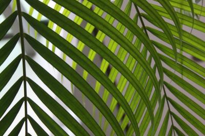 Palm Leaves at the Village Hotel, Singapore