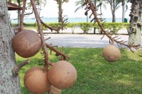 Cannonball Tree, East Coast Beach, Singapore