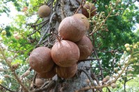 Cannonball Tree fruit, East Coast Beach, Singapore