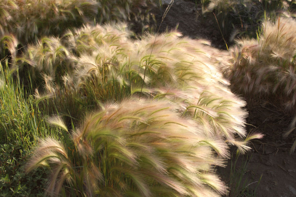 Wild Hay, Drumheller, AB Wild Hay, Drumheller, AB