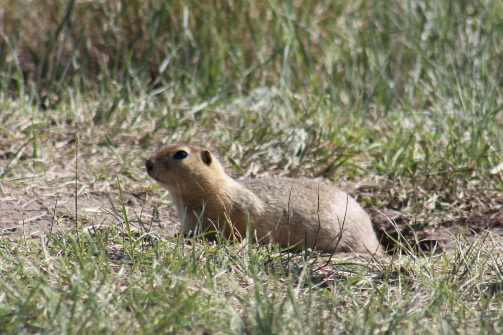 Gopher, or Prairie Dog, Drumheller, Alberta Gopher, or Prairie Dog, Drumheller, Alberta