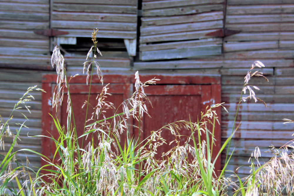Grasses, old barn, Rowley, Alberta