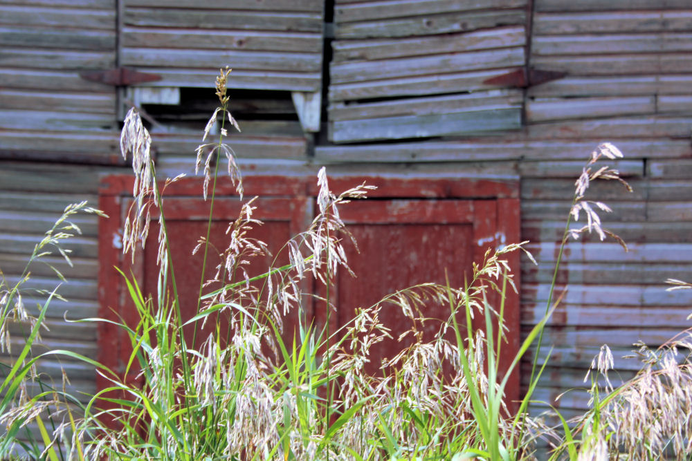 Grasses, old barn, Rowley, Alberta Grasses, old barn, Rowley, Alberta