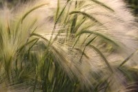 Wild Oats in a field near Chestermere, Alberta, Canada