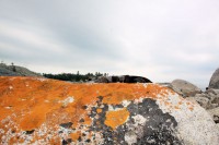 Lichen on shoreline rocks, Lake Superior, Ontario