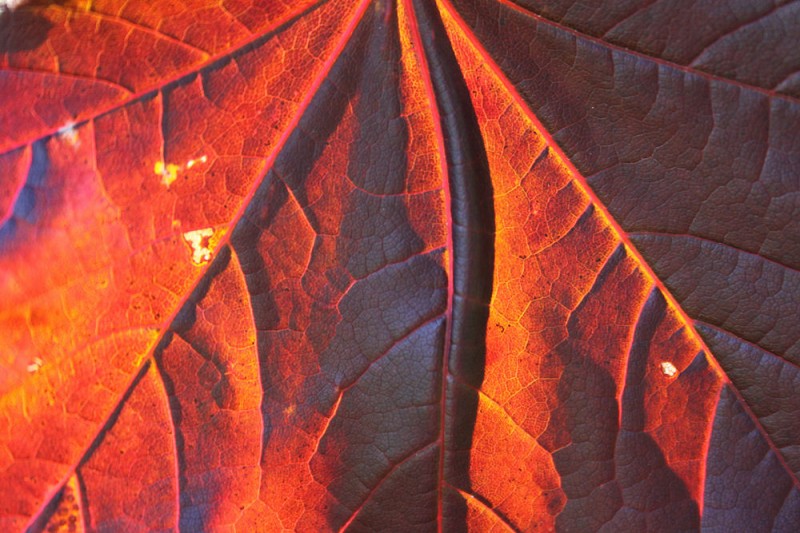 Maple leaf detail, Kingston, Ontario, Canada