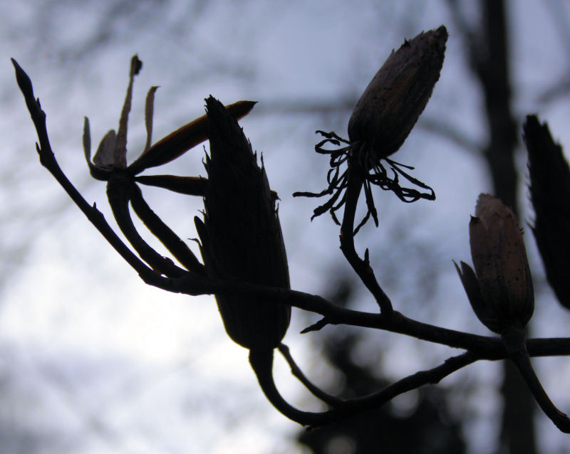 Yellow Poplar seed pods silhouettes Yellow Poplar seed pods silhouettes