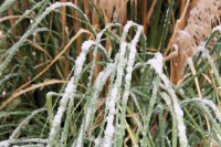 Razor Grass