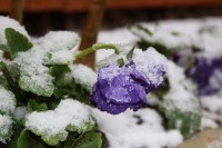 Pansy