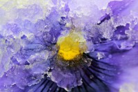 Pansy