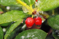 Holly