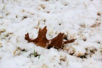 Scarlet Oak leaf
