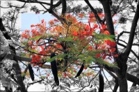 Flambouyant Tree in bloom